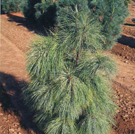 Сосна гималайская