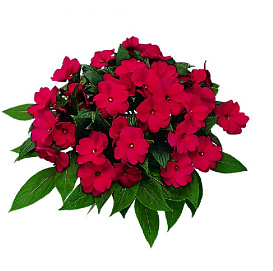 Бальзамин новогвинейский 'Парадиз Тенанго' (темно-красный)