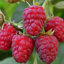 Малина 'Королевский шик'