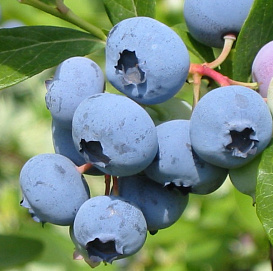 Голубика Блюкроп (Bluecrop)