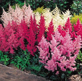 Астильба (микс)