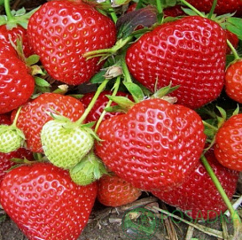 Земляника (клубника) 'Вивара'