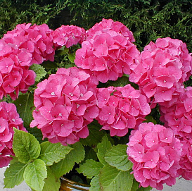 Гортензия крупнолистная пурпурная