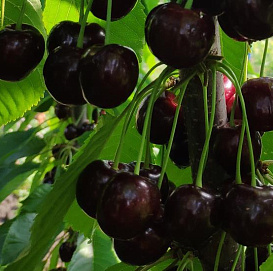 Черешня 'Донецкий уголёк'