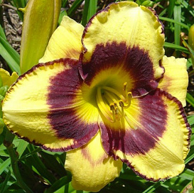 Лилейник гибридный "'Калико Джек"