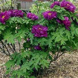 Пион древовидный 'Пурпул найт' (фиолетовый)