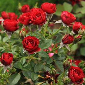 Роза 'Скарлет Хит' (флорибунда миниатюрная) (темно-красная)