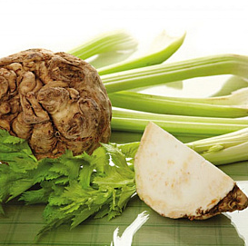 Семена Сельдерей