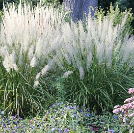 Вейник коротковолосистый