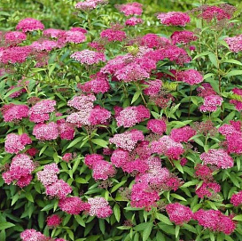 Спирея Бумальда 'Энтони Ватерер'