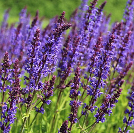 Сальвия дубравная (Шалфей) 'Майнайхт'