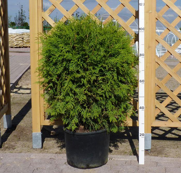 Туя западная 'Глобоза'