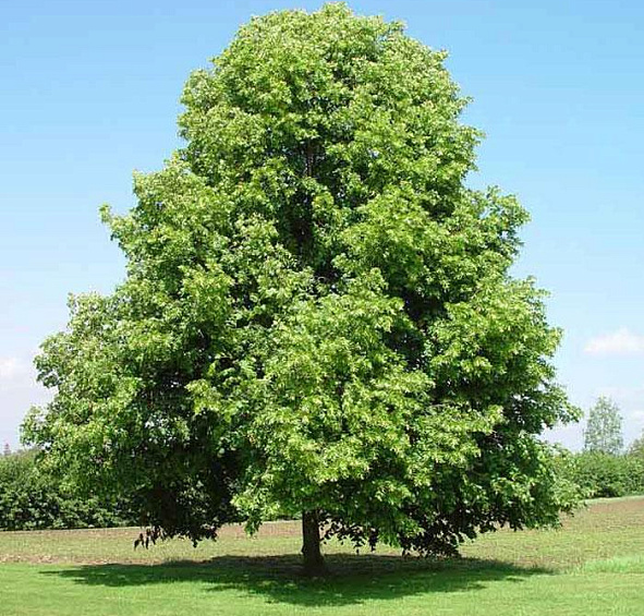Липа мелколистная (сердцелистная)