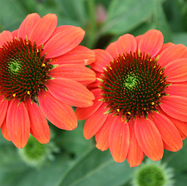 Эхинацея Эхинацея пурпурная 'Хот Корал'