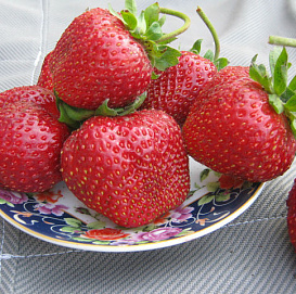 Земляника (клубника) 'Гигант Джорнея'