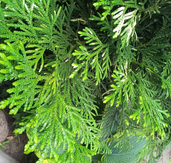 Туевик поникающий (долотовидный)