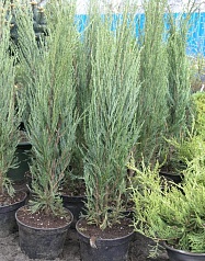 Можжевельник скальный 'Скайрокет' Можжевельник скальный 'Скайрокет'