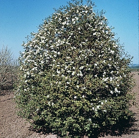 Боярышник Арнольда