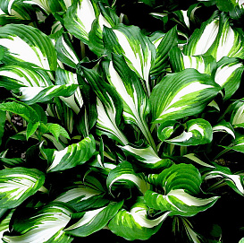 Хоста гибридная (вздутая, волнистая) 'Твилайт'