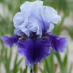Ирис германский (бородатый) 'Блашес' 