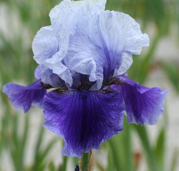 Ирис германский (бородатый) 'Блашес' 