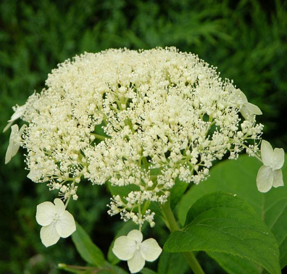 Гортензия древовидная 'Уайт Дом'