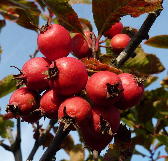 Боярышник сливолистный