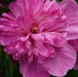 Пион молочноцветковый 'Августин Дор' (розовый)