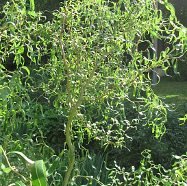 Ива 'Матсудана'