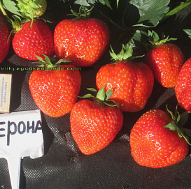 Земляника (клубника) 'Верона'