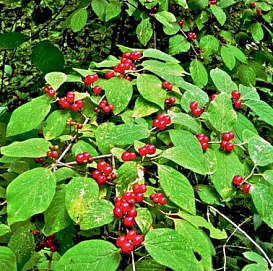 Жимолость лесная