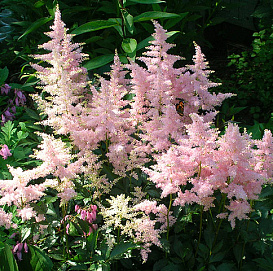 Астильба японская 'Пич Блоссом' (розовая)