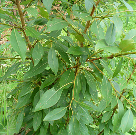 Тополь лавролистный