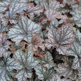 Гейхера гибридная 'Марс'