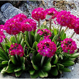 Примула мелкозубчатая (первоцветная) (красная)