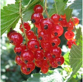 Смородина красная 'Мармеладница'