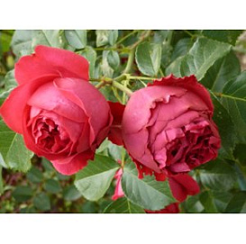 Роза 'Эрик Таберли' (шраб)