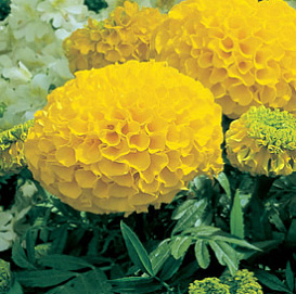 Тагетес (бархатцы) прямостоячий 'Антигуа Голд' (золотисто-желтый)
