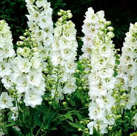 Дельфиниум (живокость) 'Мэджик Фонтейн Пьюр Вайт'