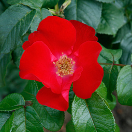 Роза 'Робуста' (парковая) (красная)