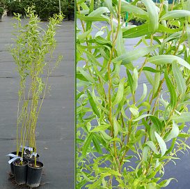 Ива гибридная (извилистая) 'Свердловская извилистая'