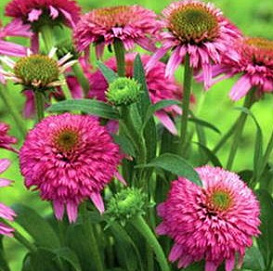Эхинацея пурпурная 'Пикколино'