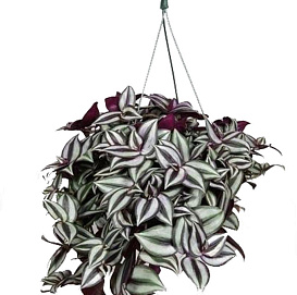 Традесканция 'Вайолет Хилл'