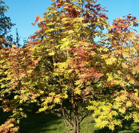 Рябина смешанная