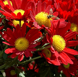 Хризантема красная