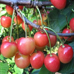 Черешня 'Юлия' Черешня 'Юлия'