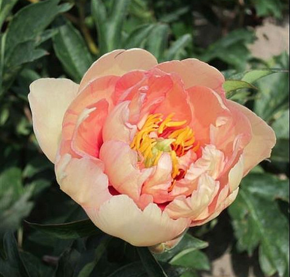 Пион молочноцветковый 'Клаудс оф Калор' (розово - желтый)