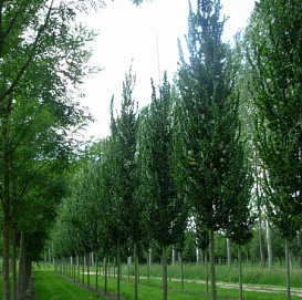 Вяз американский 'Колумелла'