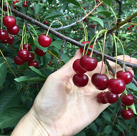 Вишня обыкновенная 'Морель Брянская'