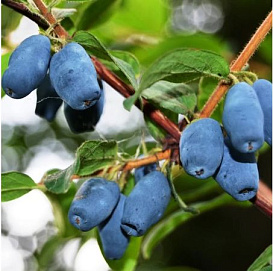 Жимолость съедобная 'Фианит'